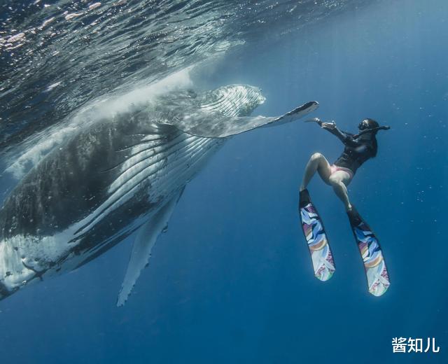 潜水者|女潜水者被两头鲸鱼夹成重伤，目击者：其中一头鲸鱼可能有30吨