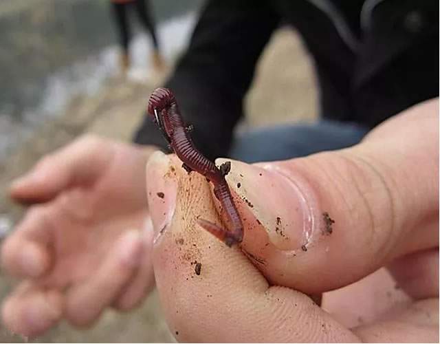 风油精|冬天太冷，蚯蚓钓鱼没有口，试试风油精，给口的都是大鲫鱼