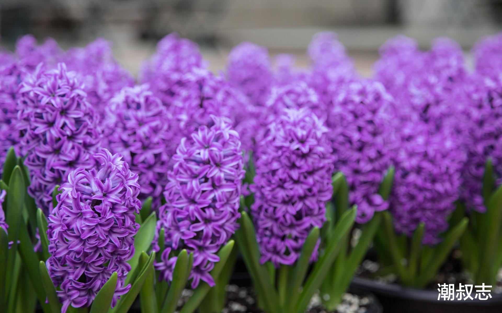 「运势」未来7天,3生肖告别穷日子,未来7天运势飙升,赚钱不断心想事成!