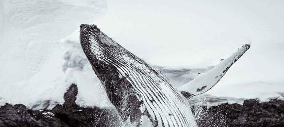 银河系|南极发现“喜马拉雅山雪人”，被谷歌地图捕捉到，身高超20米！