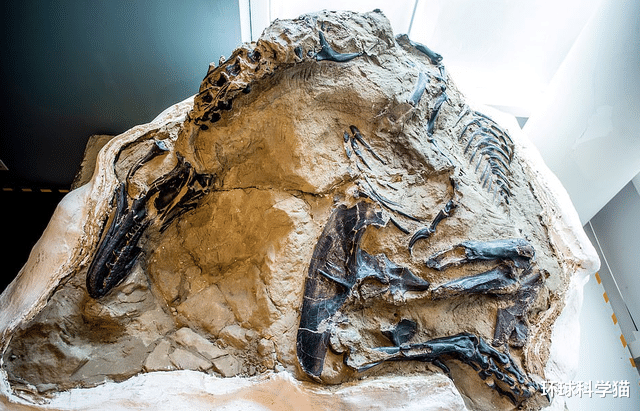 霸王龙|6700万年前“双龙决斗”化石被发现，霸王龙与三角龙谁厉害？
