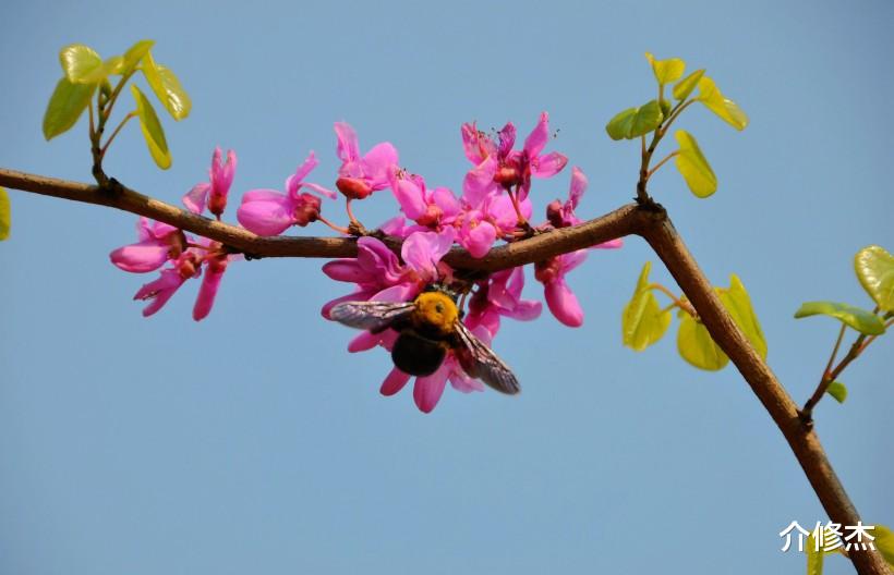 生肖▲6月底，春风迎面吹，桃花朵朵开，异性缘好到没朋友的4大生肖。