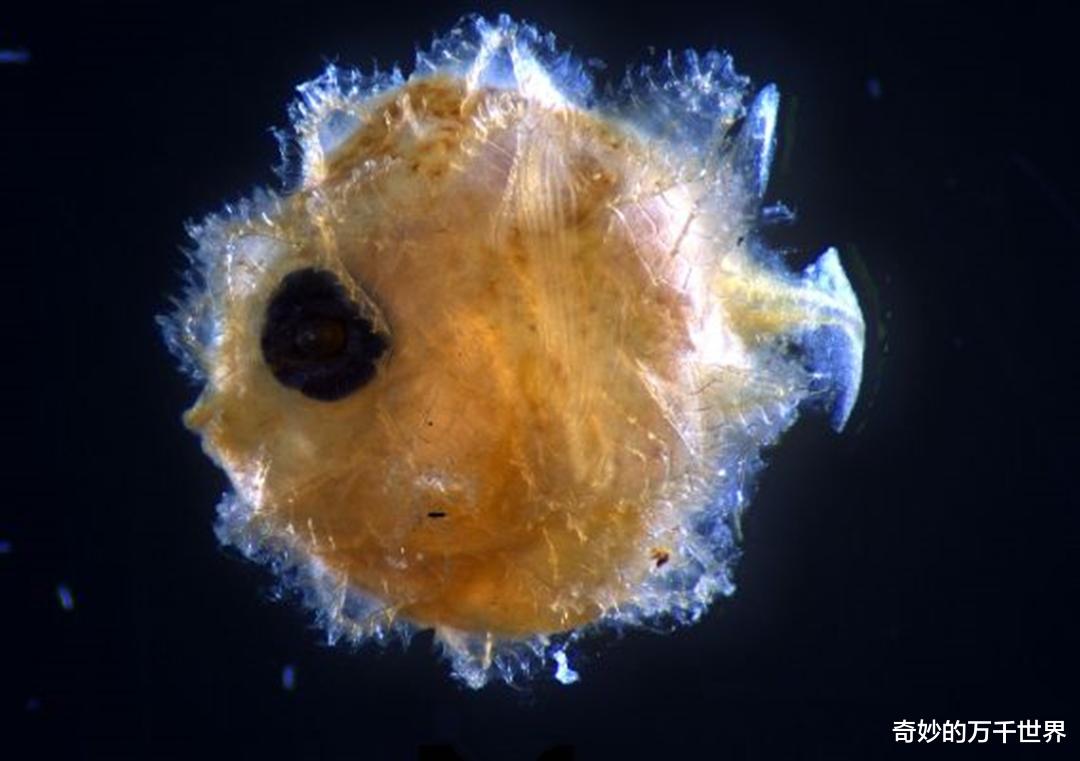 翻车鱼|幼体仅几毫米,成年后身体放大6000万倍,科学家首次鉴别小翻车鱼