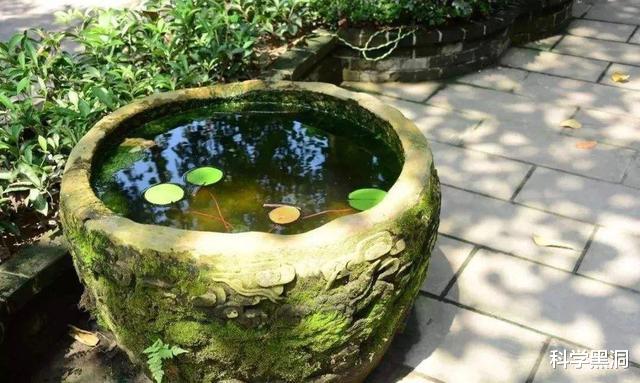 火星|水缸内的鲫鱼几年不死，鱼为什么会“饿”不死哪？