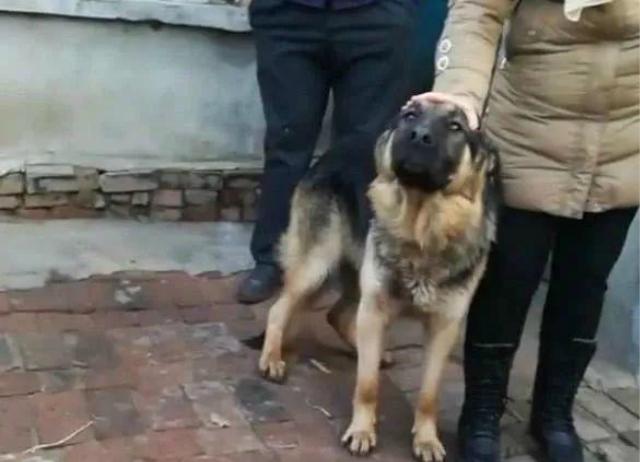 主人要搬家去外地，将狗狗卖给别人，隔了两天狗狗自己跑回来了