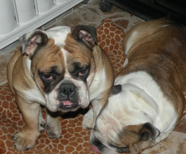 蟑螂@美新生儿被家中恶犬撕咬，嘴角流血不治身亡，房内还散布死鼠蟑螂