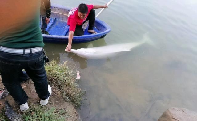 白鱀豚|钓鱼钓到“白鱀豚”？钓鱼圈热传的白色豚形生物到底是什么