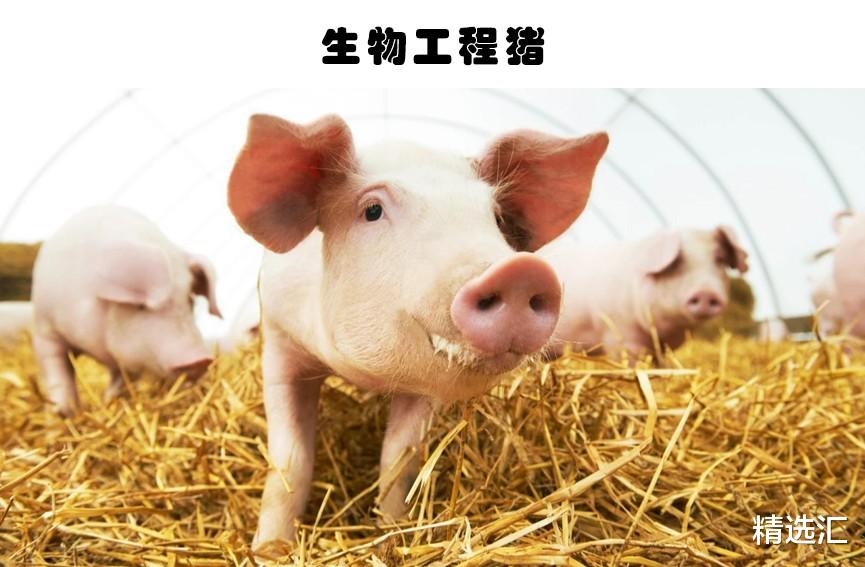 科学家|人造生物体：真实存在，并且由人类创造的6种奇特的生物体