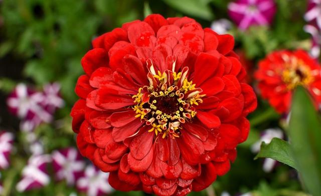 生肖|10月初，红鸾星波动，和真爱不期而遇，喜结良缘要脱单的四大生肖