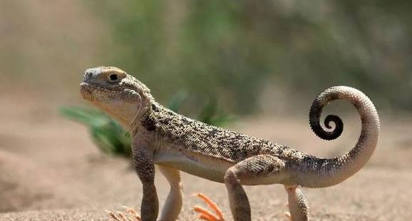 航天@生物学家发现一只蜥蜴，屎量占身体80%，肚子里竟然都是沙子