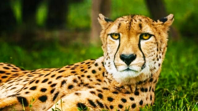 『』拥有地面最快速度的猎豹，为什么被称为“猫科之耻”？