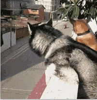 二哈和主人必须疯一个？二哈：糟糕，碰上对手了