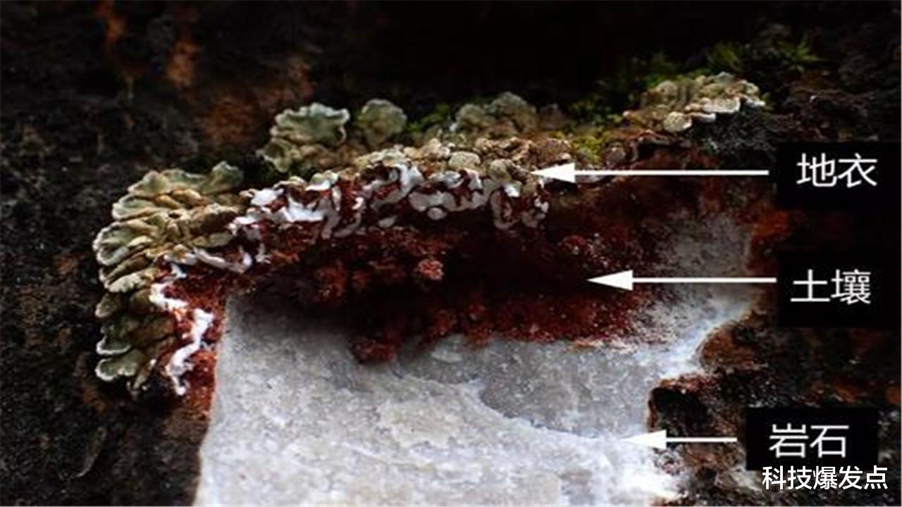 科学家|科学家发现以金属为食的细菌,百年前的预言,终于得到证实!