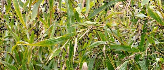 薏仁|十个女性九个虚,多用一物煮粥吃,腰不疼腿不软,子宫也干净了!