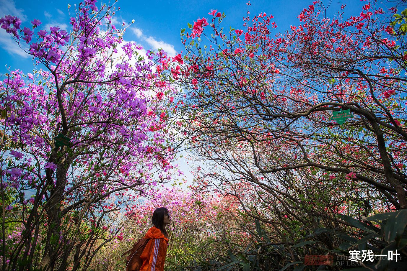 [杭州]五一杭州最值得去的地方，罕见的千亩野生杜鹃花海，关键不用门票