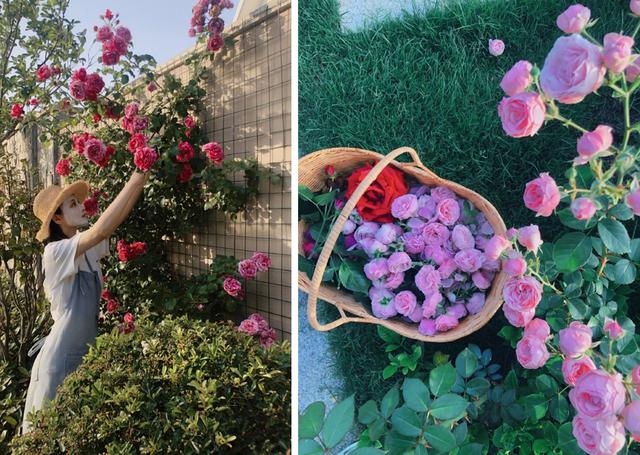 「张馨予」张馨予坦言收视率再高也不要再和热巴合作？给出的理由也太可爱了