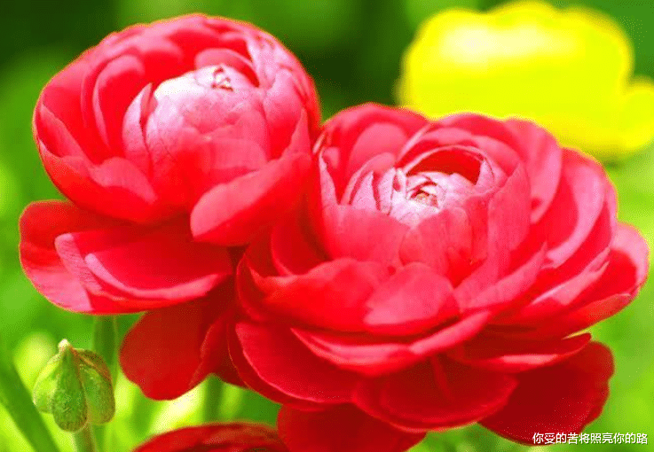 生肖@6月开始好运连连，财运爆棚，前途一片光明的生肖