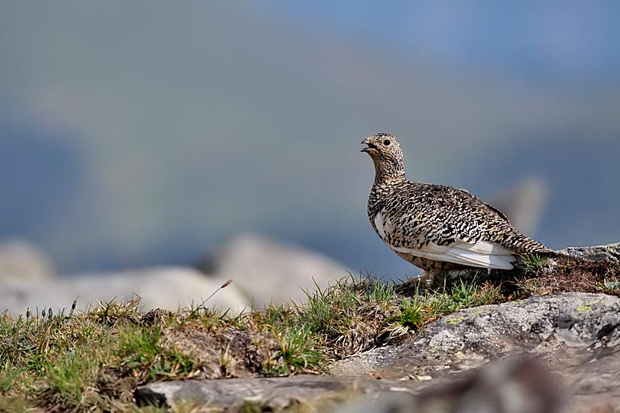 红星新闻|新疆雪山发现怪鸟，喜欢在雪坑里睡觉，一年四季外貌都不一样
