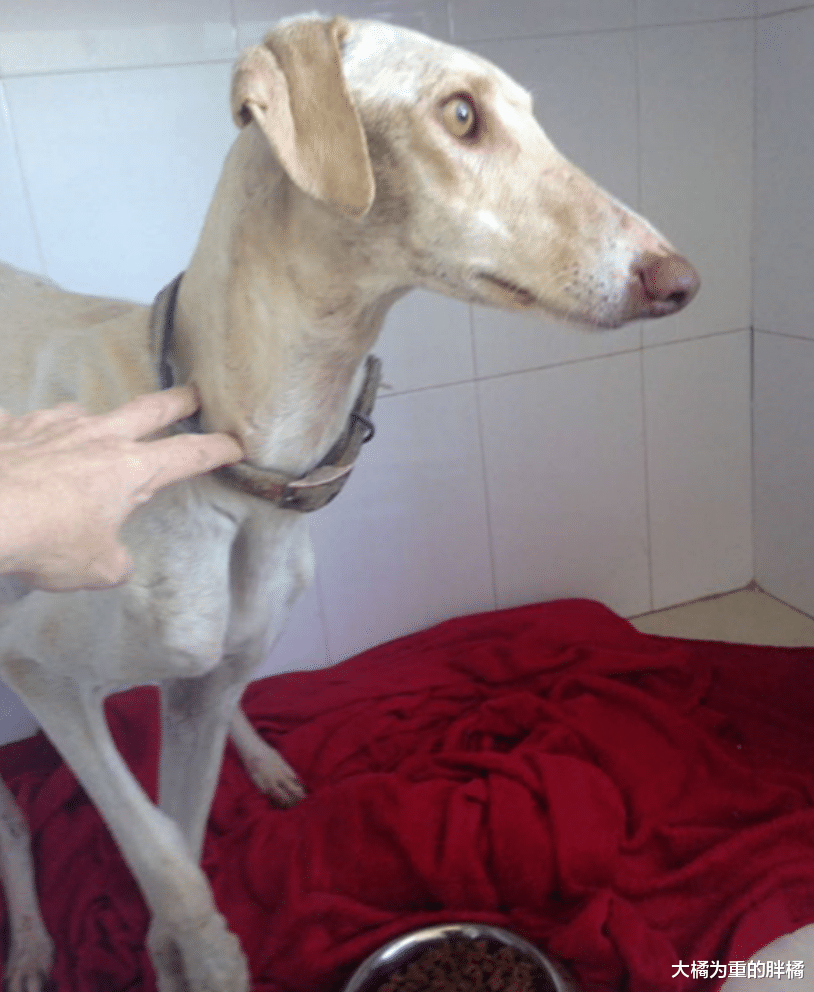 流浪狗被女子所救，它带伤“引导”女子回家，10只小狗也有幸被救