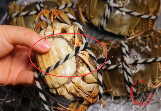 螃蟹|才发现，原来螃蟹身上有两处“小机关”，一捏就知肥瘦，涨知识了