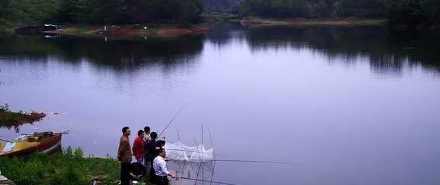 『』对于朝天钩，你了解多少