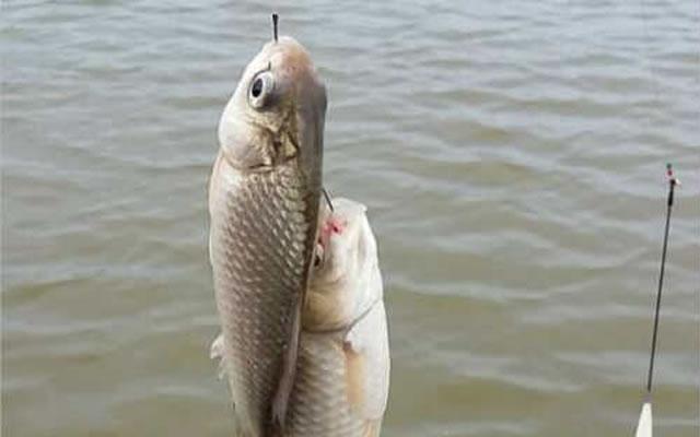 饵料|这三个特征点,就注定了钓大鱼,除了钓钝没有更好的选择