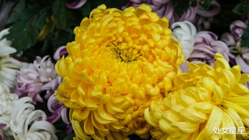 『生肖』6月22号迎福回家，心想事成，家有喜事的3生肖