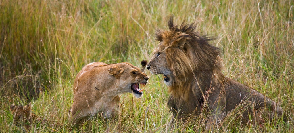 老虎|为什么人类驯化了狼产生了狗，却没有尝试驯化虎？