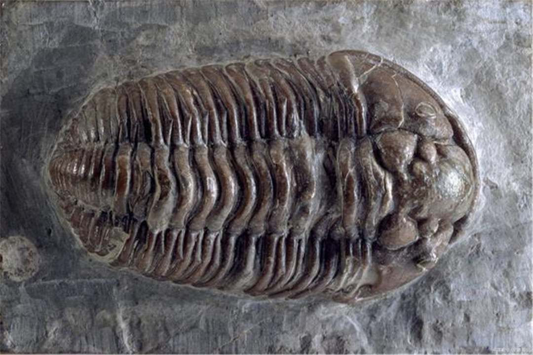 化石|5亿年前的化石上，发现了“人类”留下的痕迹，这个“人”是谁？