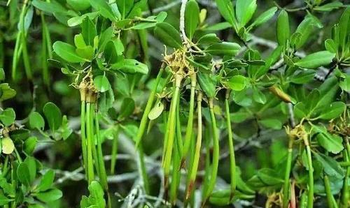 ：盘点发生在大自然的那些奇闻，每一件都令人感到惊奇不已！