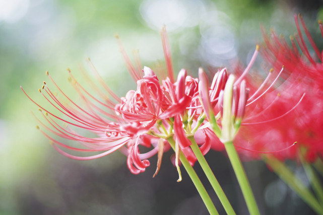 『狮子女』长得漂亮，还知道努力的星座女，靠自身实力获得成功