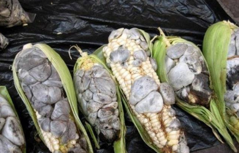 玉米|玉米上发霉还能吃？这东西可是美味，现在有钱都难买到