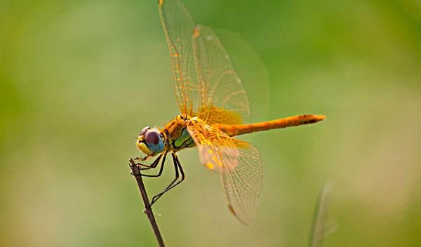 昆虫|人类苦苦寻找的“外星人”,竟然就生活在我们身边,还最常见!