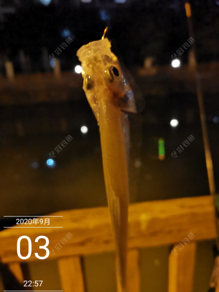 鲫鱼|夜钓闲话长短竿 满水钓近胜钓远