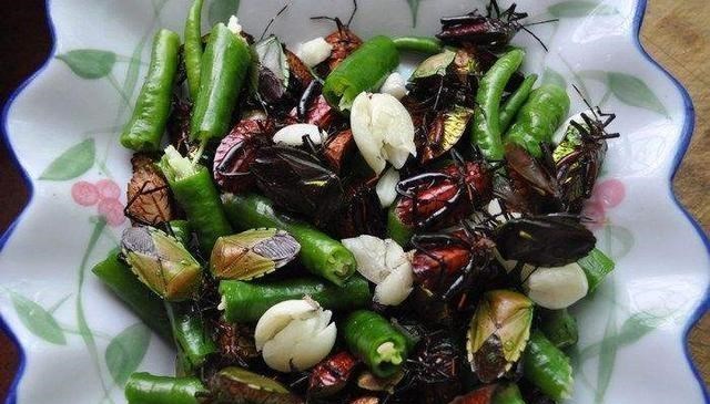 中子星|“打屁虫”是种什么昆虫？为什么有人高价收购呢？