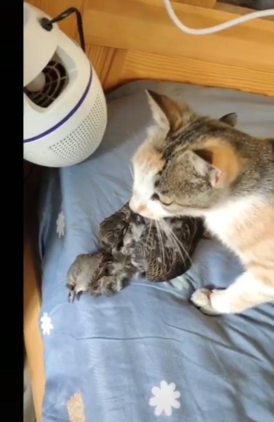 |猫的报恩？男子钓鱼经常喂一群猫，不久后大猫叼来“礼物”报恩