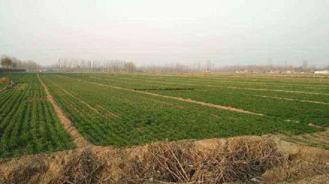 大名县@120亩麦地一夜间被夷为平地，村民：他们直接把拦的人扔坑里