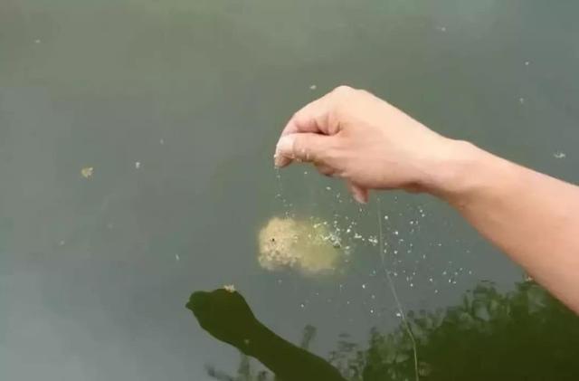 「」什么技巧都不会，怎么钓大鱼？学会这几招，下竿就上大鱼