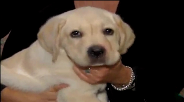 「基因」史上卖得最贵的10种动物，网友感叹：活得还不如一只昆虫