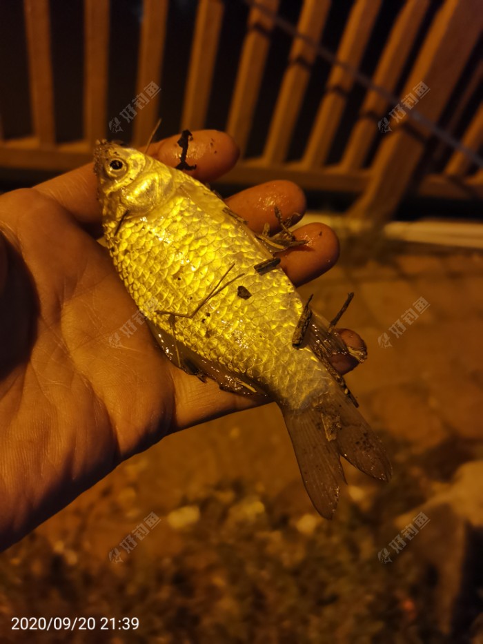 鲫鱼|夜钓鱼口很刁猾 耐心变换小爆护