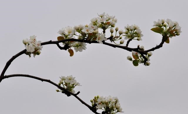 天赐良缘|十月下旬，天赐良缘，红鸾星亮起，脱单月老都拦不住的四生肖