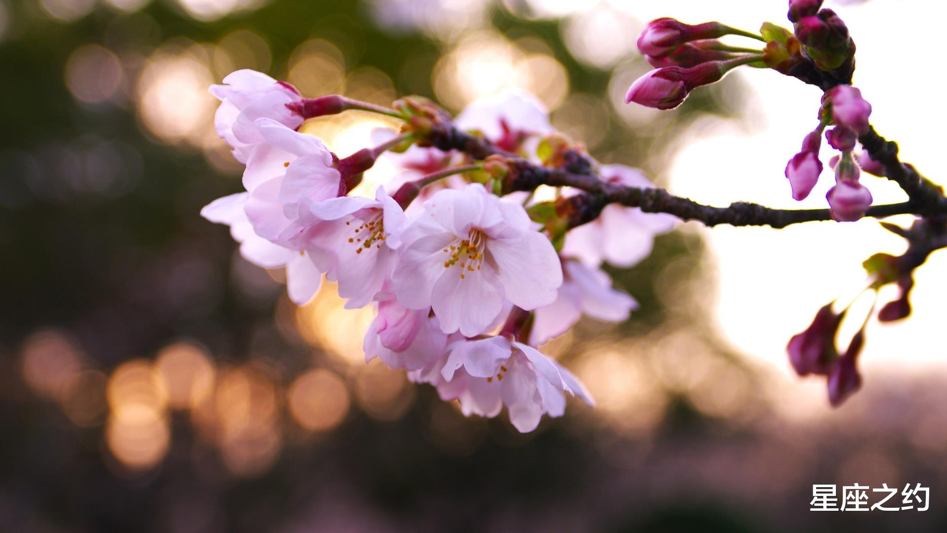 |11月11日星座运势:重拾锐气,后来居上的四大星座