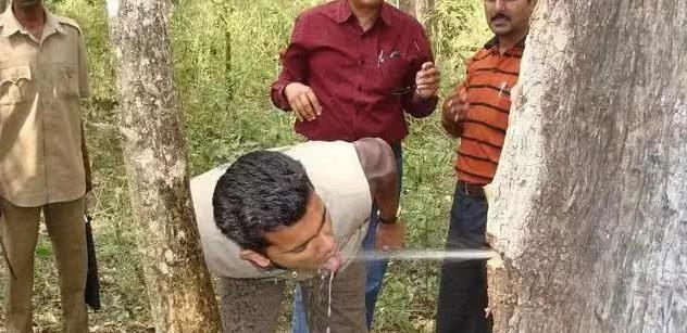 『干旱』沙漠里的“生命之树”， 能存2吨水， 移植到我国就却成了这样！