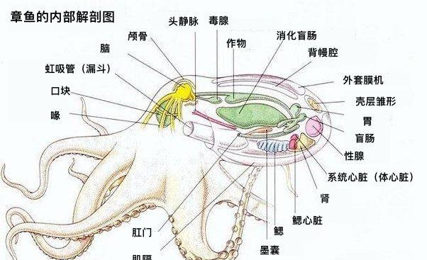 全球变暖|为什么有科学家说章鱼可能不是地球生物？