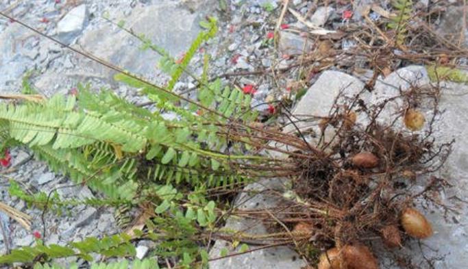 『』这圆溜溜的东西，人称“凤凰蛋”，随便一挖就一堆，售价40元一斤