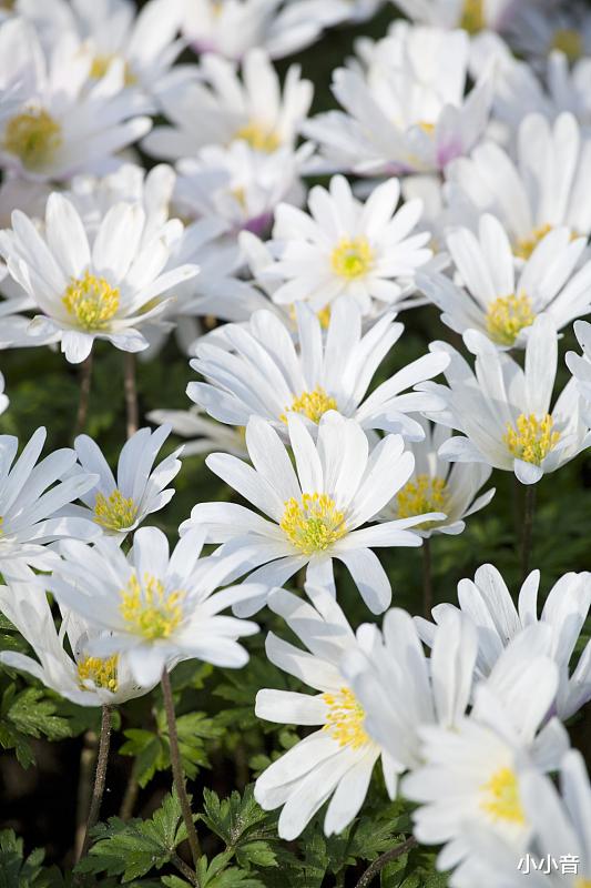 「萧忆情」萧忆情为《小花仙》手游演唱的主题曲《花途》，勾起了许多人的少年记忆。