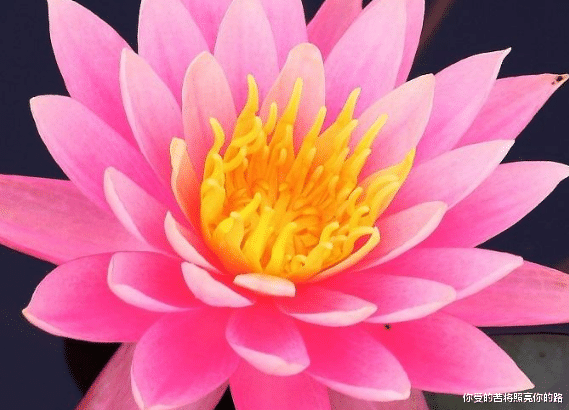 『运势』6月16号开始，4属相贵人相助，整体运势提升，生活红红火火