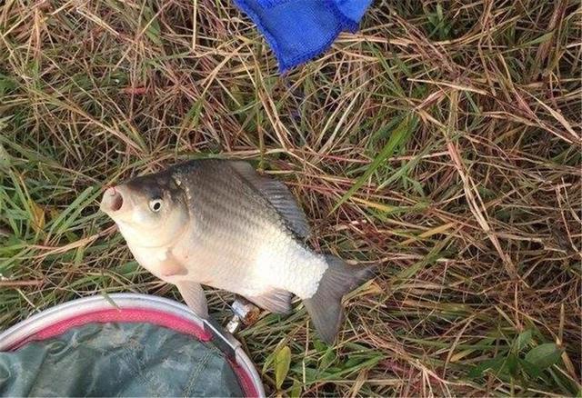 []它刺少肉多比鲫鱼营养，如今正是钓它的好时节，爱钓鱼的你别错过