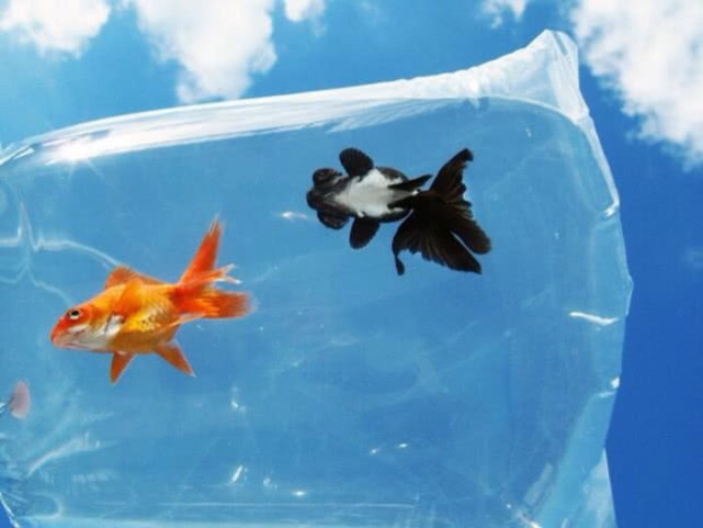 日本推出“鱼脑U盘”，称存储容量有32G，网友：只能存7秒？