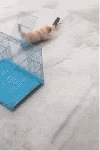 姚晨|“所有人都恨尹志平，但为什么小龙女不恨他？”哈哈